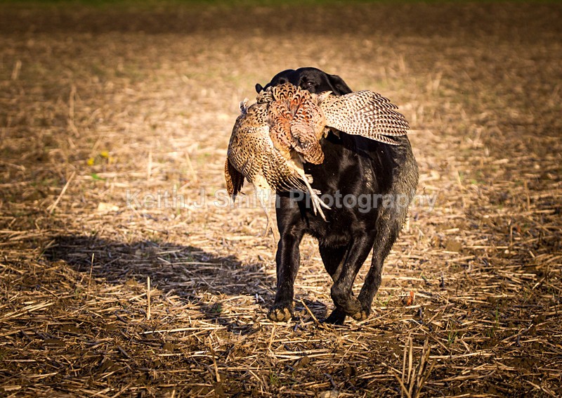 KJS_9520 - Elton Hall Estate. Shoot day.