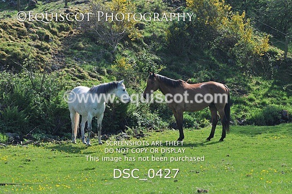 DSC_0427 - ARCHIVE REQUEST - Quincy and Guinness