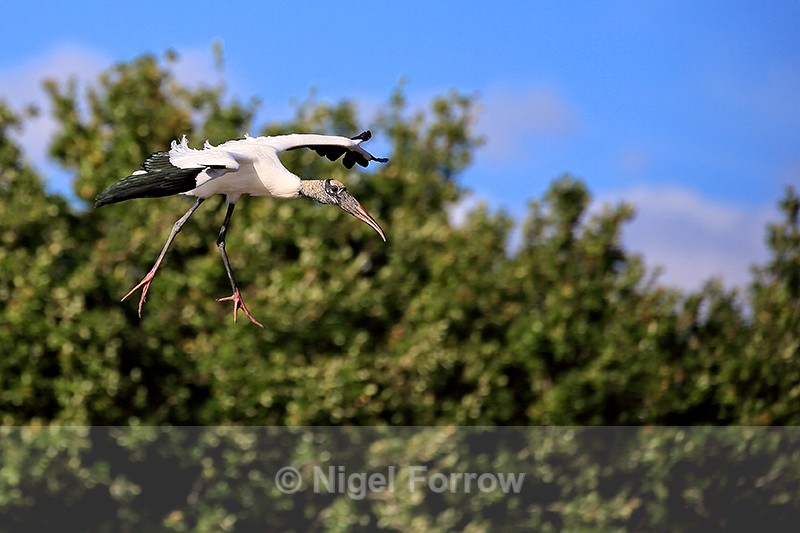 Wood Stork on landing approach, Wakodahatchee Wetlands, Florida - Wood Stork