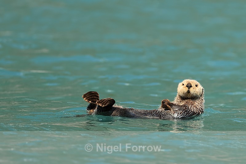 Sea Otter floating, Surprise Inlet, Alaska - Otter
