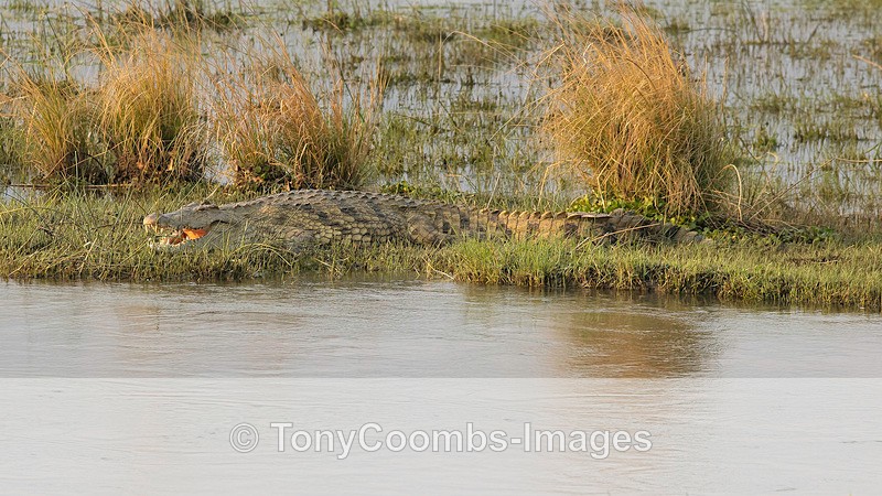 Nile Crocdile - Mana Pools ~ A Few Extra Bits