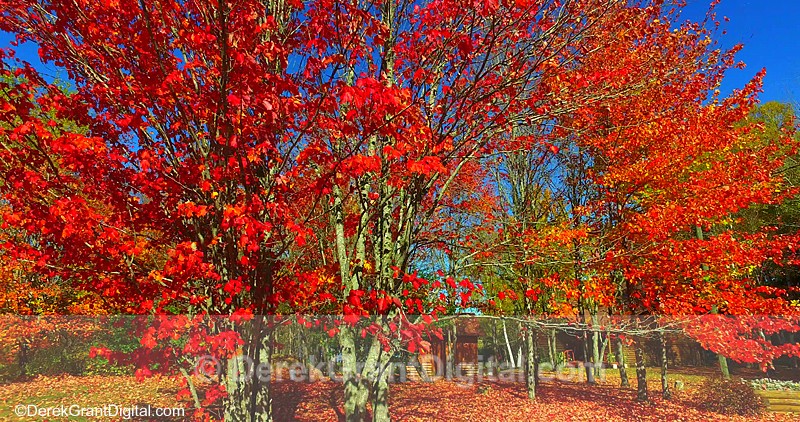 Red Maples in Autumn New Brunswick Canada Fall Color Leaves - Autumn Festival