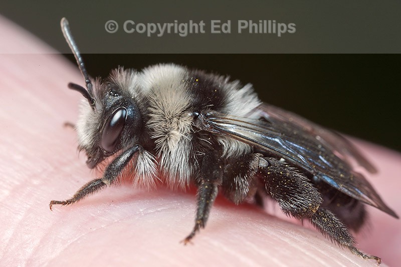 Andrena cineraria (f)