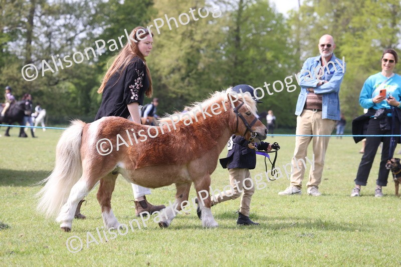 20260426-3169 - Class 26 - Shetland Ponies and Minitures
