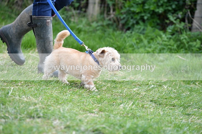 WJ5_0239 - Class 7 Best Terrier