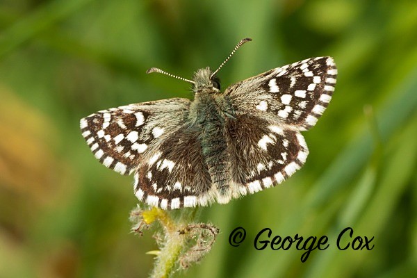 Grizzled Skipper at Stockbridge, Hampshire