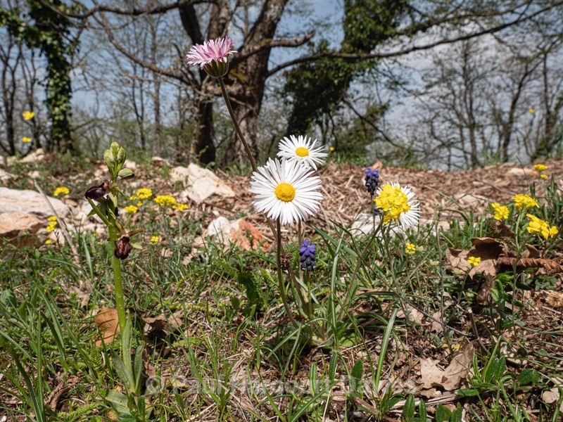 Wood Daisy (Bellis sylvestris)  - Gargano - Flowers in the Landscape