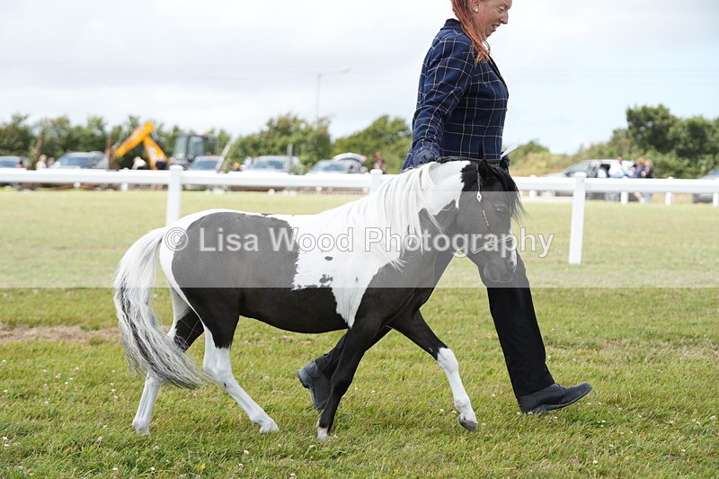 DSC06670 - Class 58: Coloured Pony Youngstock
