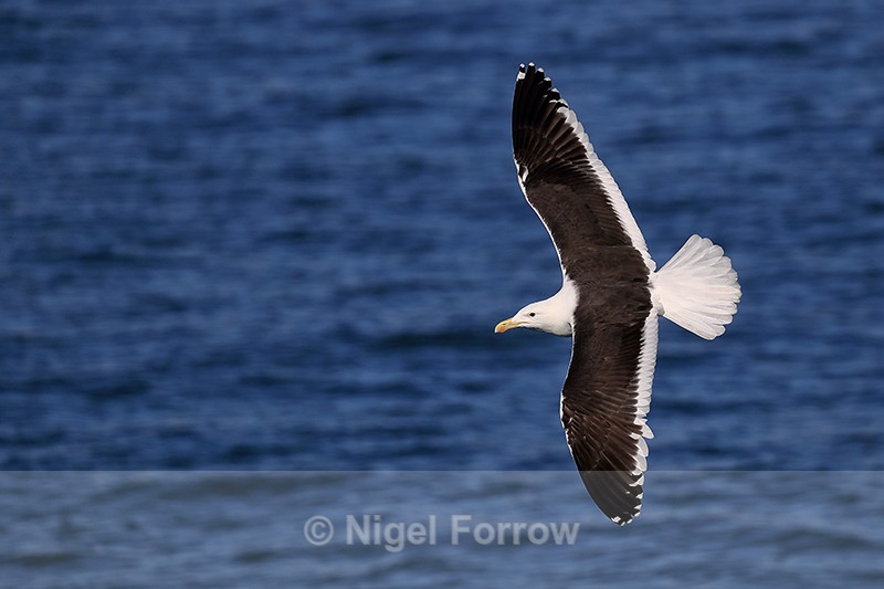 Kelp Gull showing upper wings in flight, Mossel Bay, South Africa - Kelp Gull