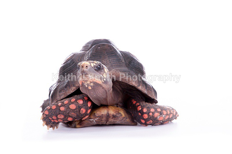 7SKJ4280 - Roaming Reptile Show III