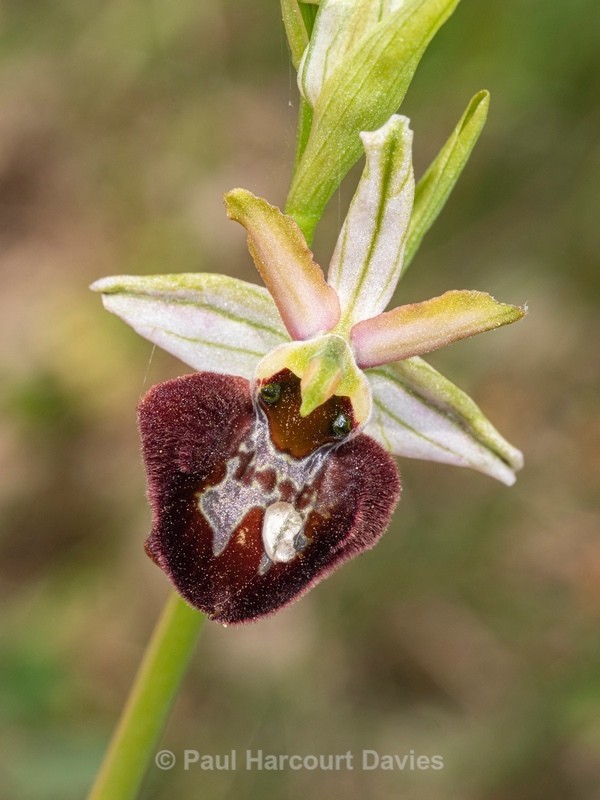 Ophrys sphegodes ssp majellensis (Ophrys passionis ssp majellensis)  - Wild Orchids 2021