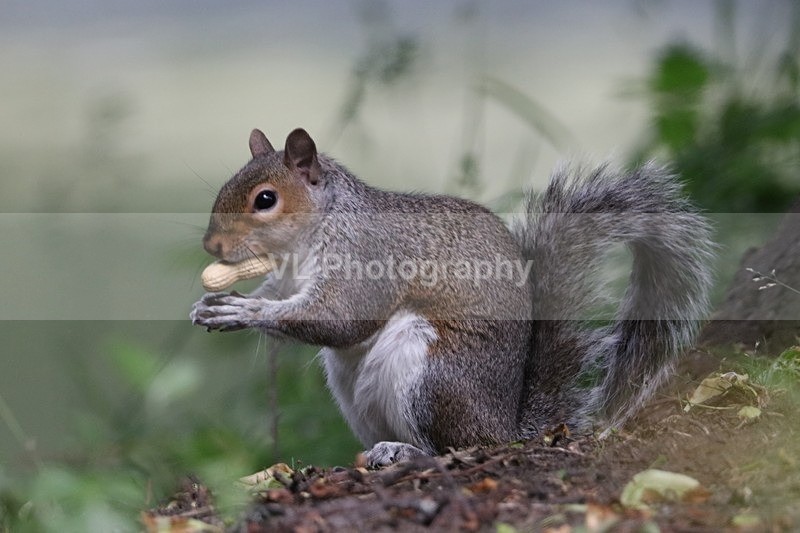 Squirrel 2 - Animals and Birds