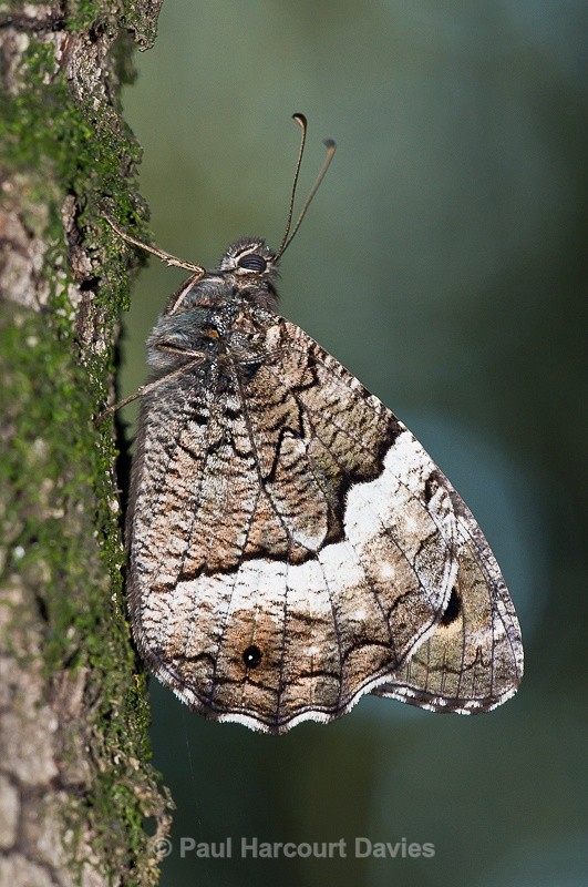  - Bugs: Butterflies