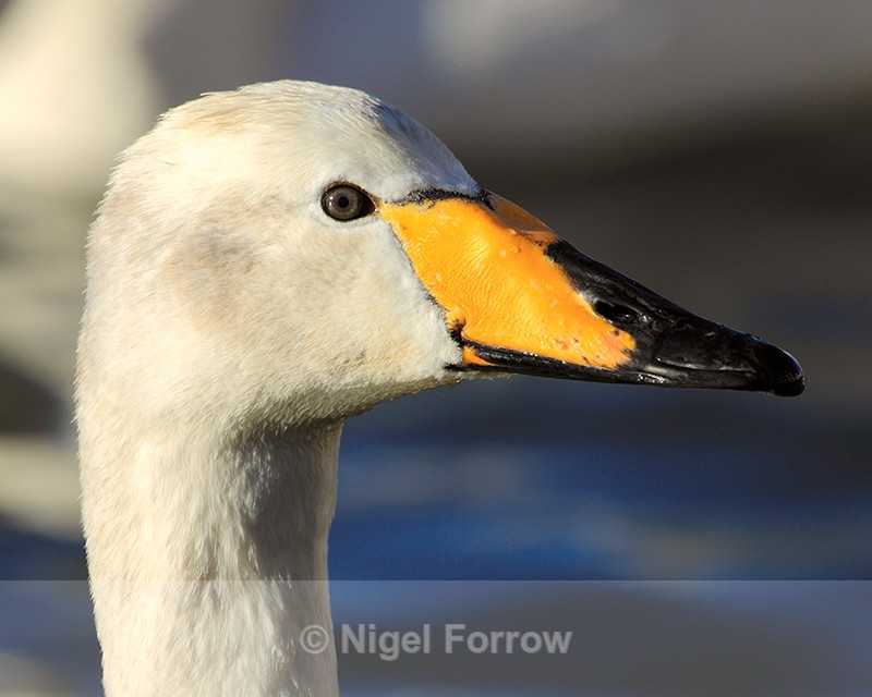 Whooper Swan close-up, Tjörnin, Reykjavik, Iceland - Whooper Swan