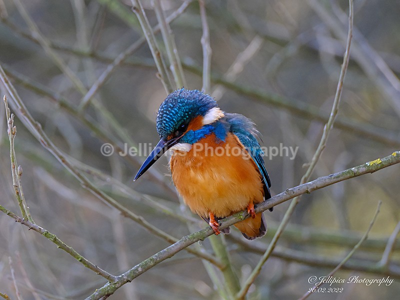  - Wildlife and Nature