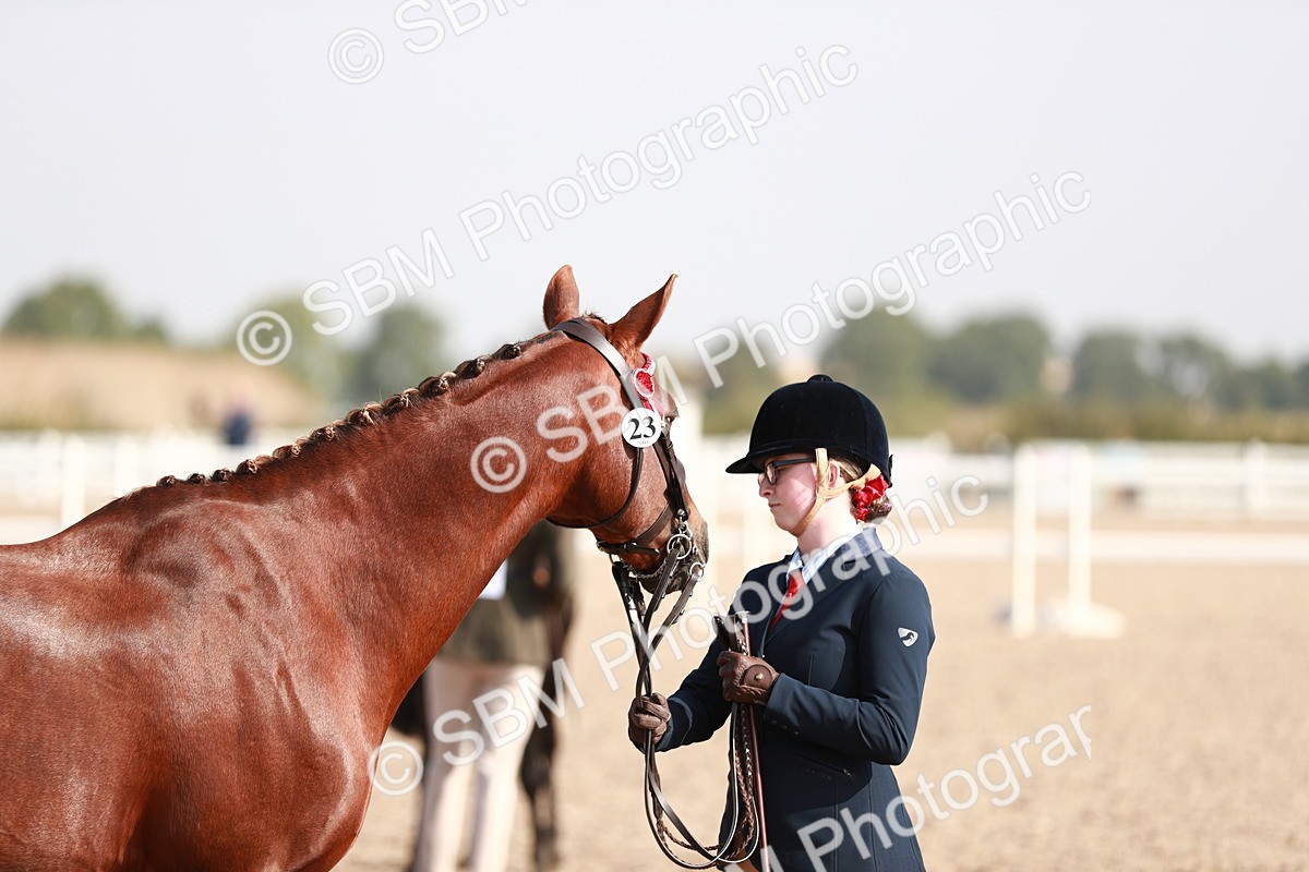 SBM_11096 - Class 205 IH Show Pony/ Show Hunter Pony