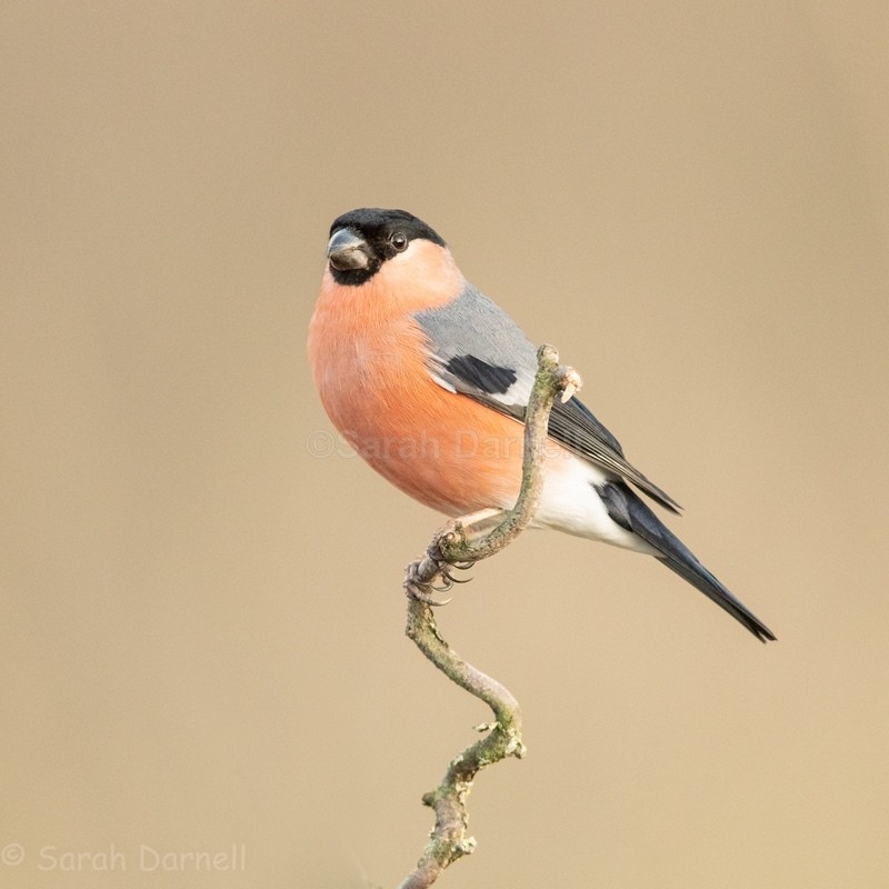 Bullfinch SD2555 - Greeting Cards