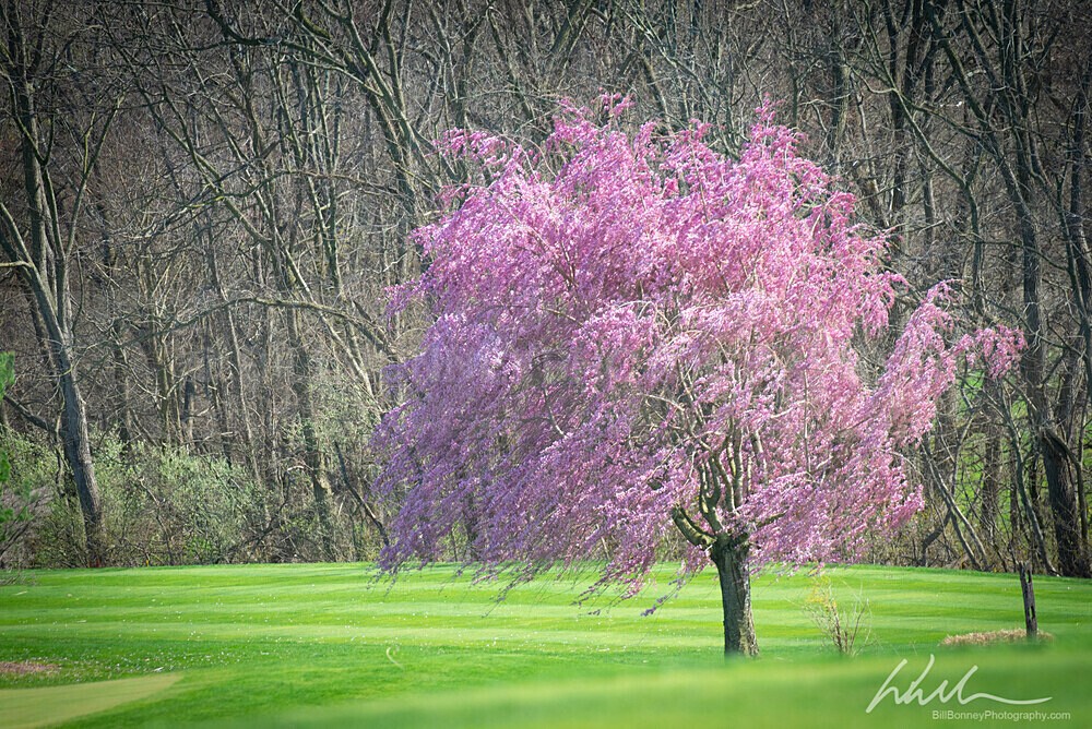 DSC_0794 - Trees
