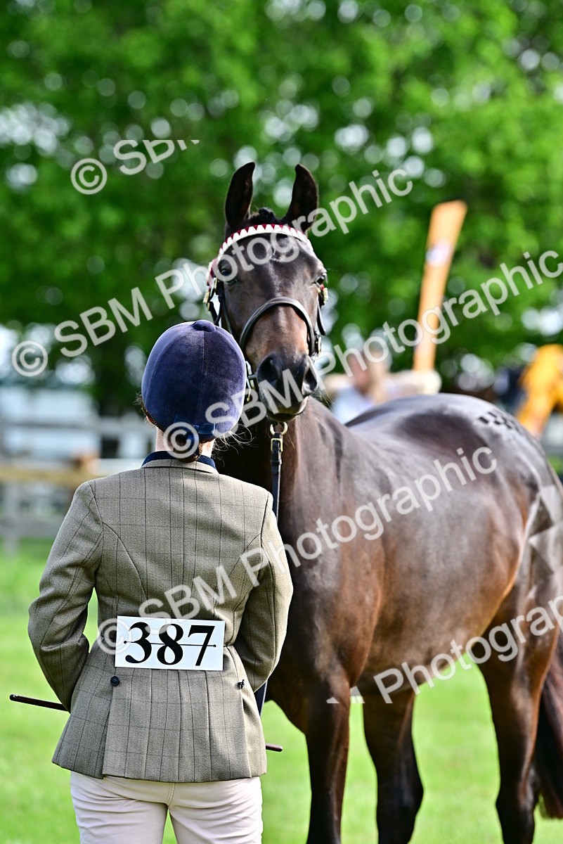 SBM_00089 - Class 46-49 - Arab and Part Bed-Anglo Arab In Hand