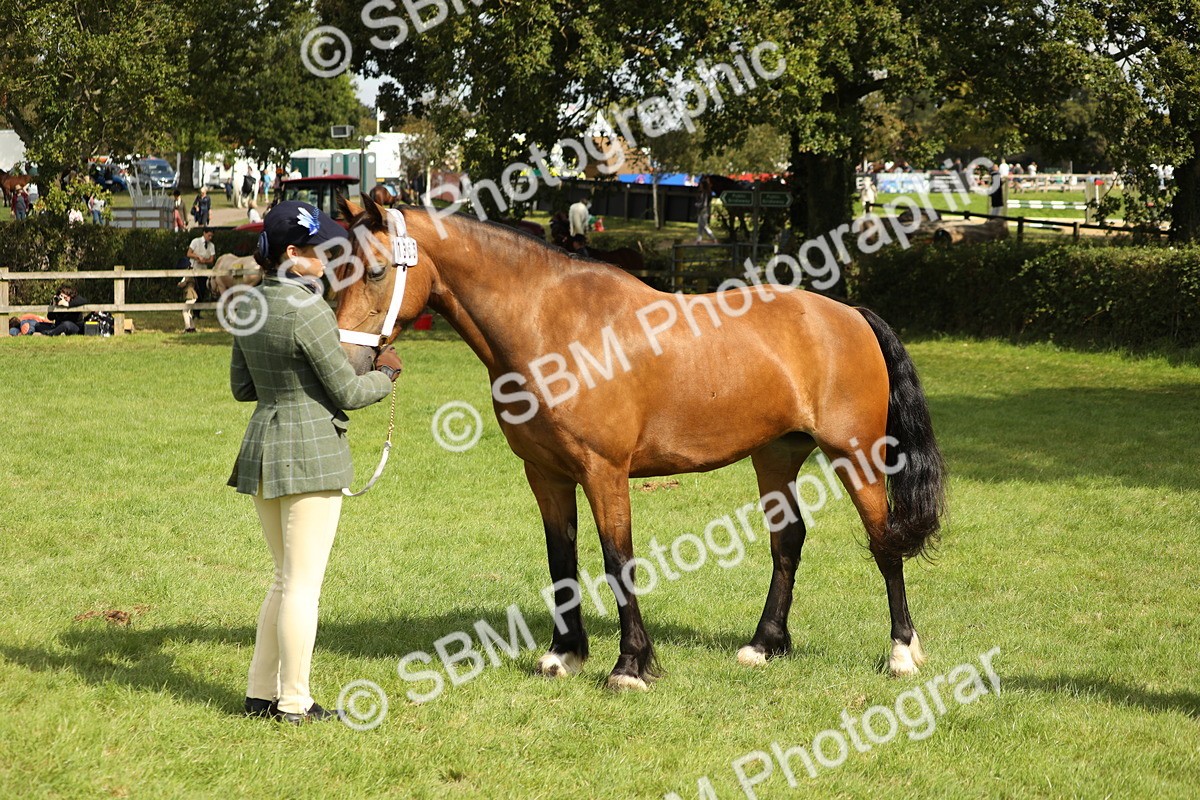 SBM_65471 - S47 - Mountain & Moorland In Hand Large Breeds