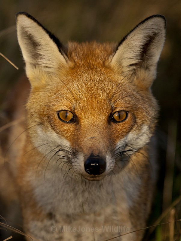 RED FOX 2 - THE RED FOX PORTFOLIO No 1
