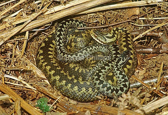 Adder - Reptiles & Amphibians