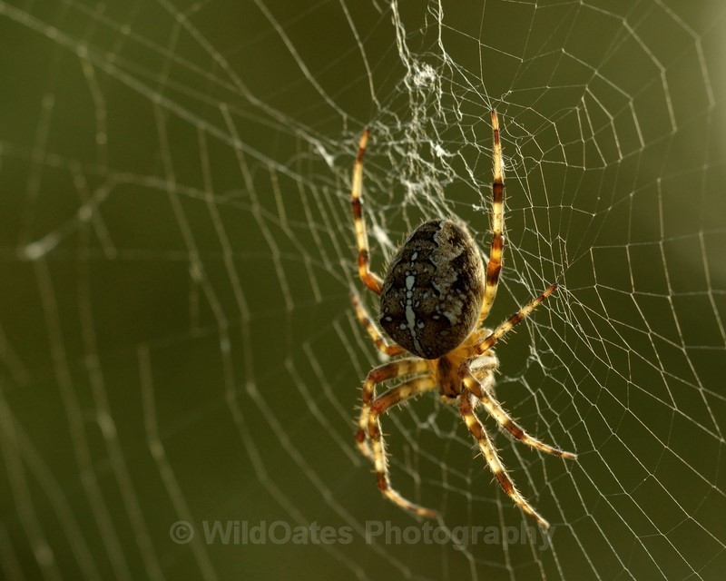 2014-09-22-16-41-23 NIKON D800 180mm f63 1-250 iso400_259 - Insects, Dragon Flies, Bugs and Plants