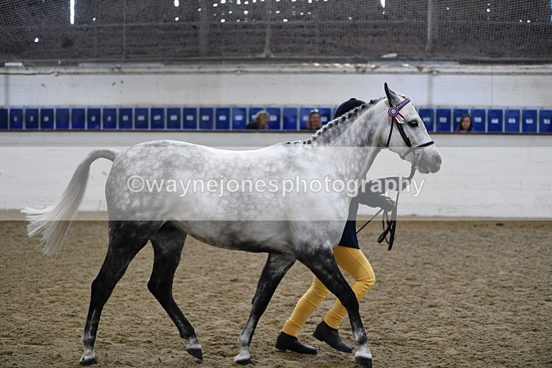 WJ5_4486 - Class 3 Part Bred In hand