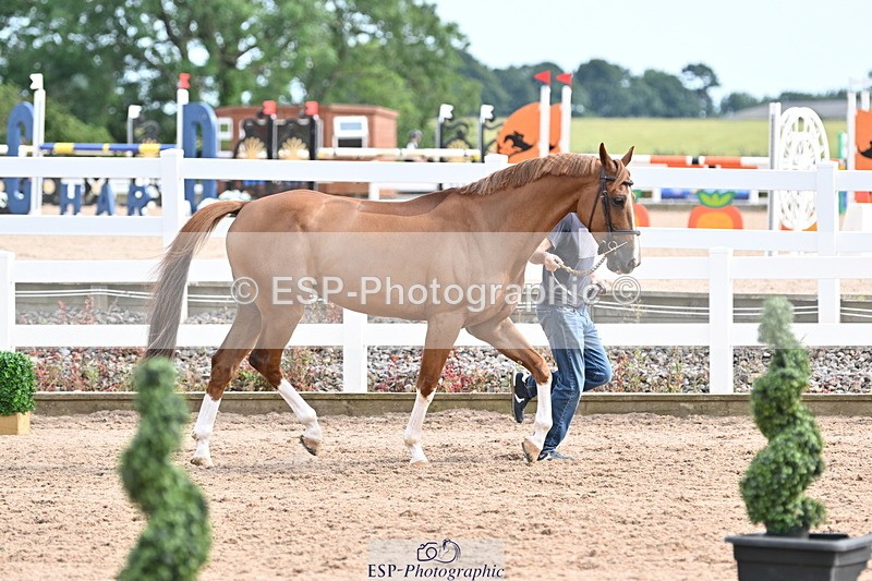 240717A-165424-03536 - Trot Up 4pm to 5pm