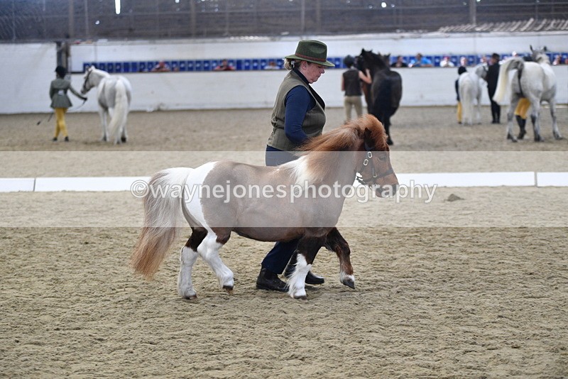 WJ5_4882 - Class 7 In hand coloured / odd coloured