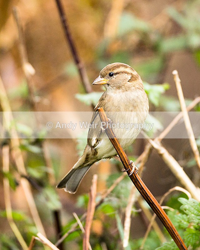 20131124-3K8A7968 - House Sparrow