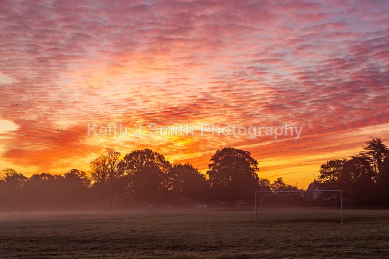 4KJS0712 - Trees in Abington Park