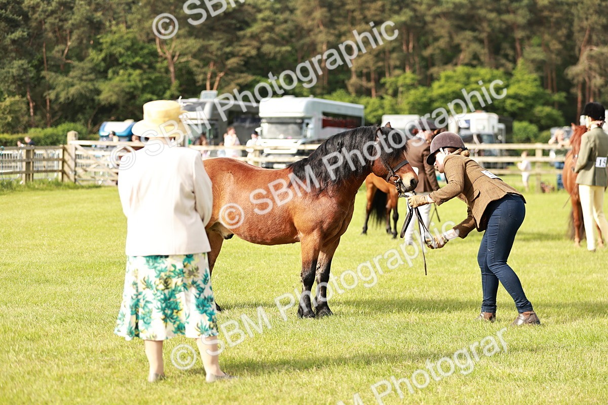 SBM_00510 - Class 14-23 - Mountain & Moorland In Hand Non Welsh