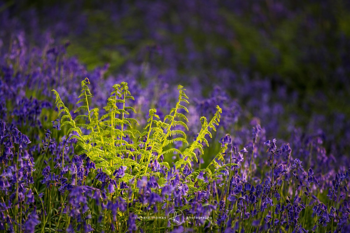A light embrace - BlueWood