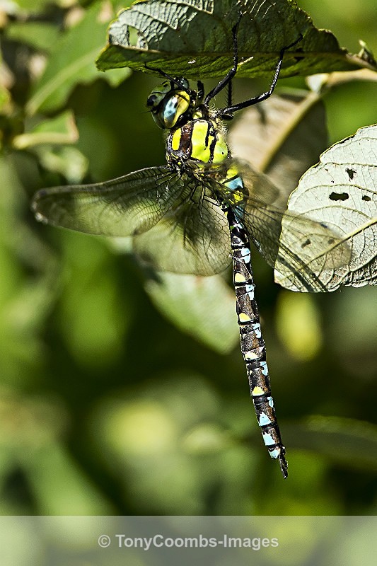 Southern Hawker - Other Wildlife