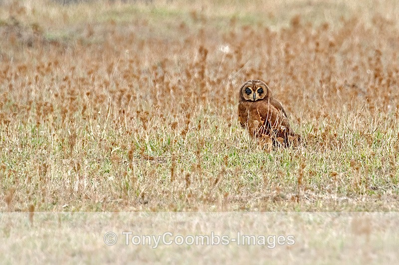 Marsh Owl - Morocco
