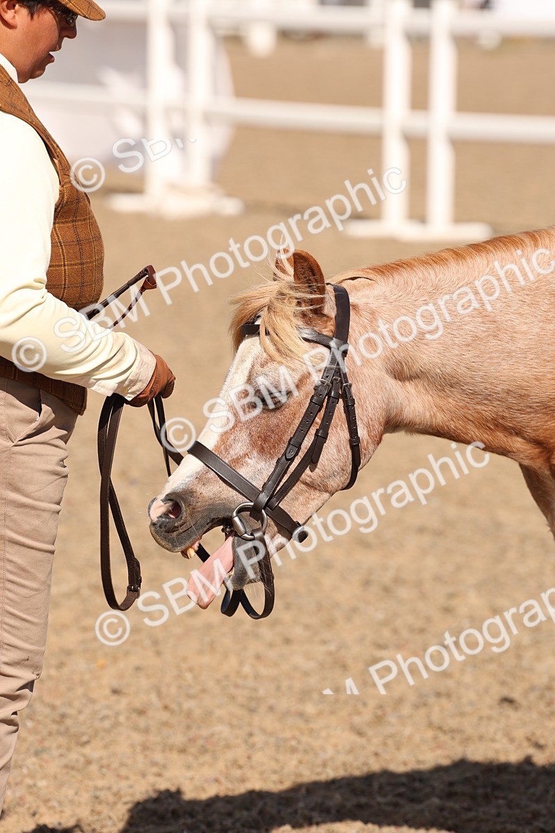 SBM_14124 - Class 207 - IH M&M