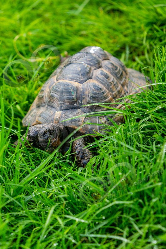 Tortoise_4133 - Pet Photography