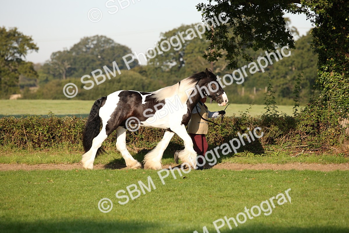 SBM_58658 - S51 - Piebald & Skewbald Horse In Hand