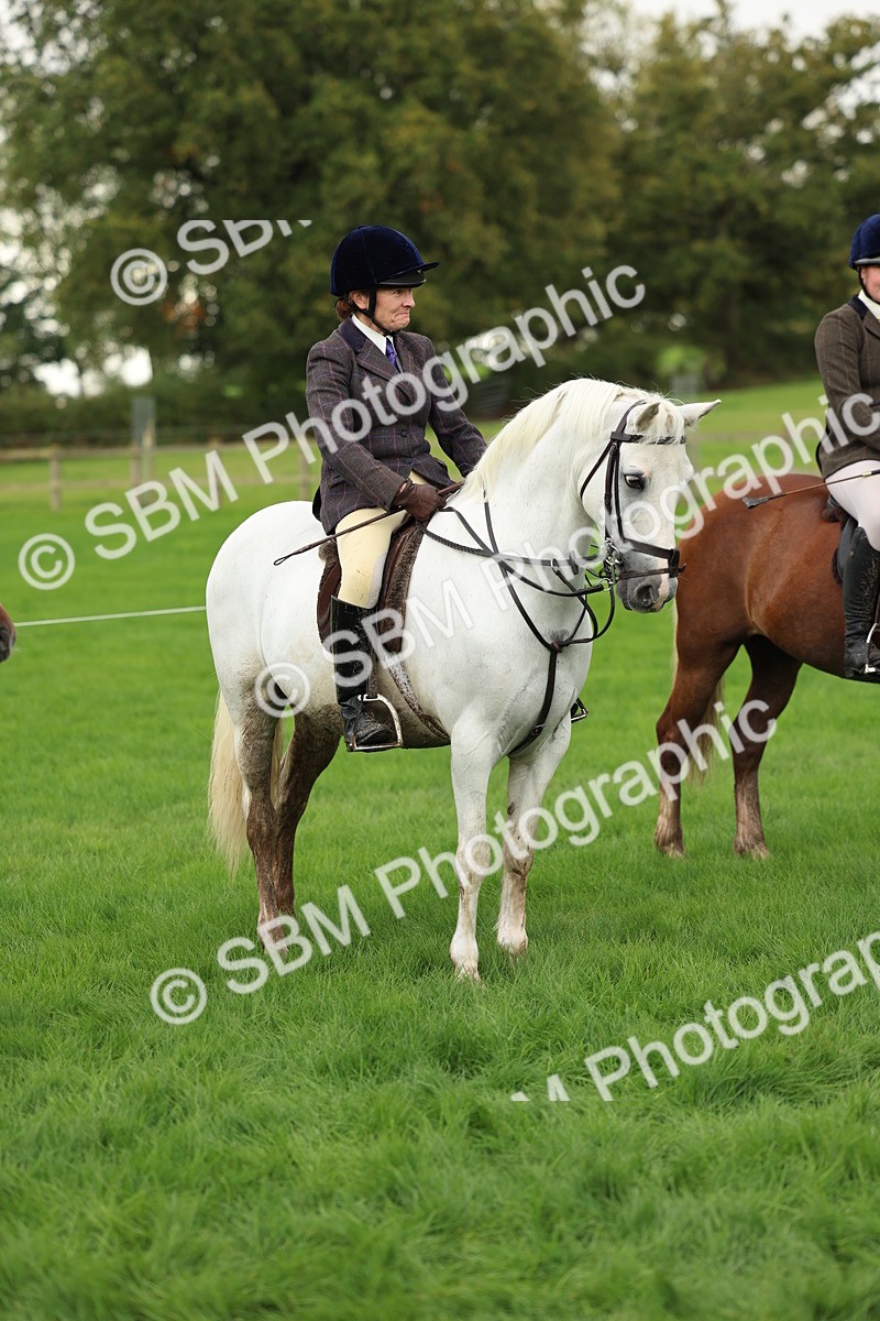 SBM_41871 - S32 - Mountain & Moorland Working Hunter Pony