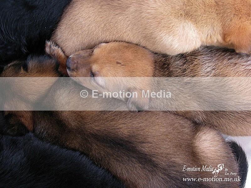 chatuchak mkt 2860603 067 - Dogs