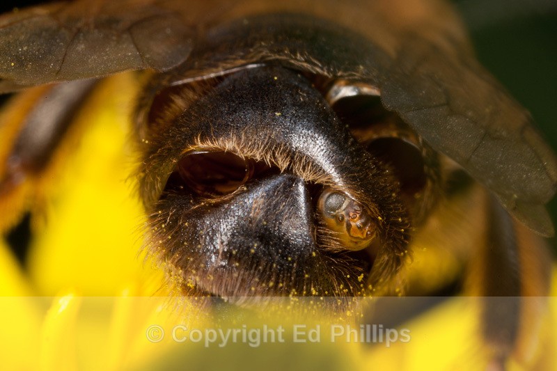 A. carantonica - Andrena carantonica