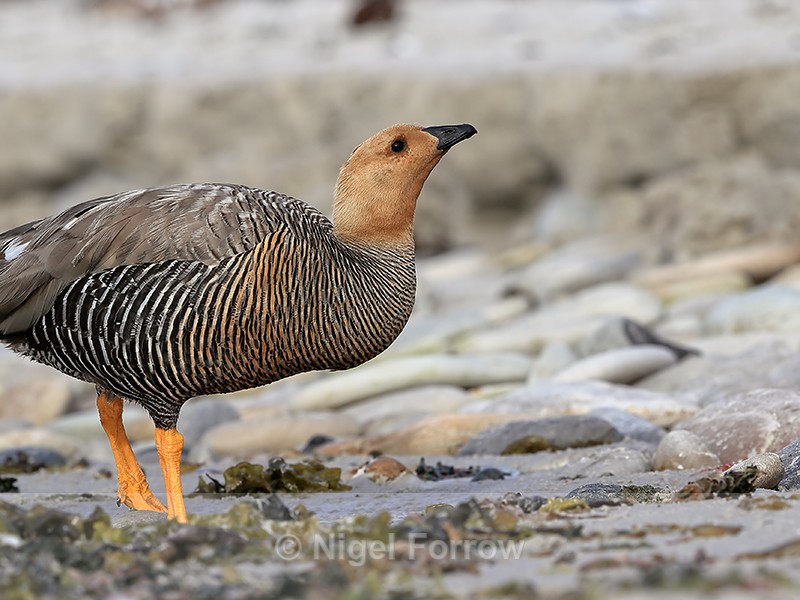 Upland Goose drinking close view, Carcass Island, Falklands - Upland Goose