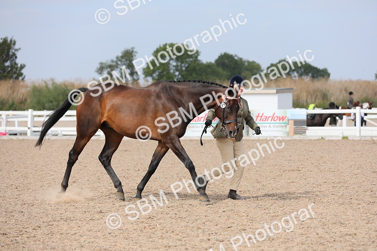 SBM_15933 - Class 313 IH Retired Racehorse
