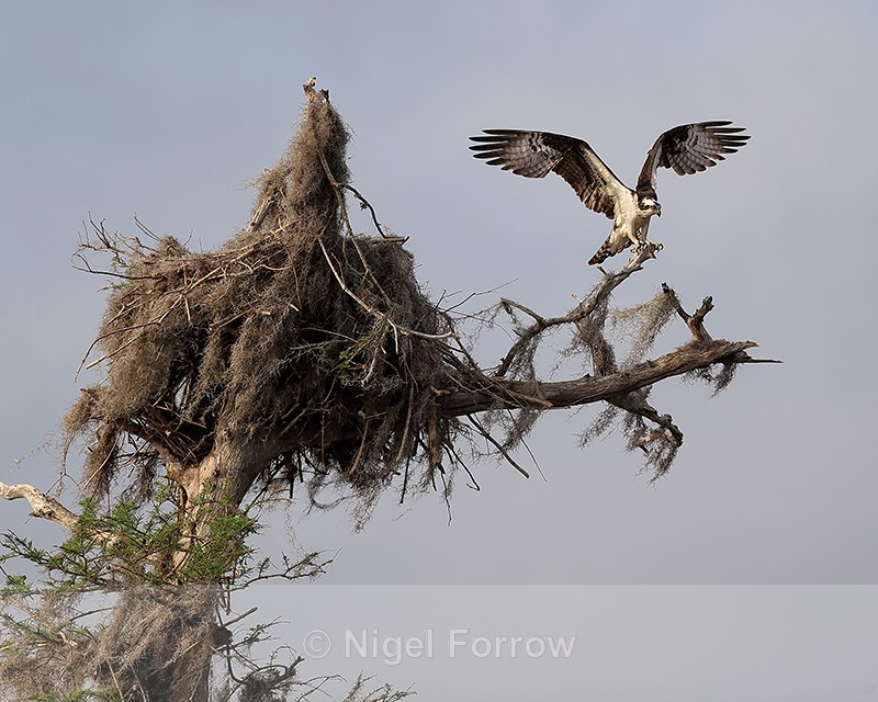 Osprey wings raised near nest, Blue Cypress Lake, Florida - Osprey
