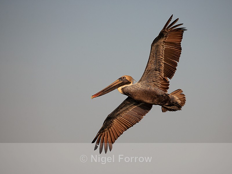 Brown Pelican (adult) showing underwings in flight, Sanibel Island - Brown Pelican