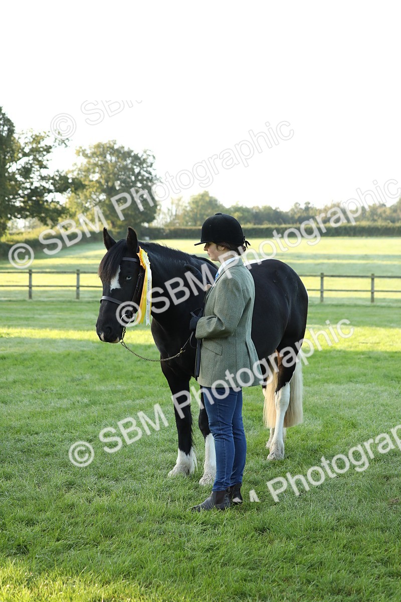 SBM_57886 - S42 - Youngstock