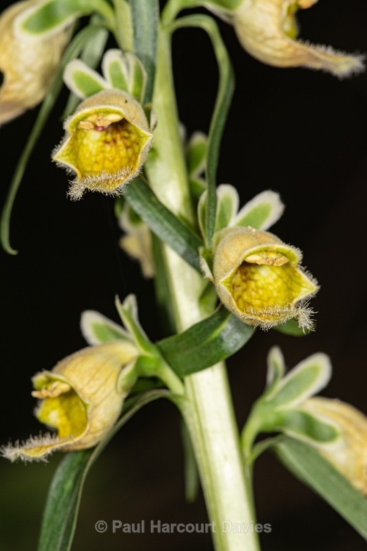 Rusty foxglove (Digitalis ferruginea) - Gargano - Wild Flowers