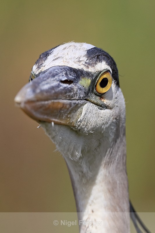 Great Blue Heron head front view, Viera Wetlands, Florida - Great Blue Heron