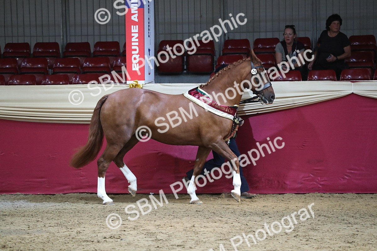 SBM_06600 - Regional IH Champ